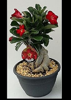 Adenium 23